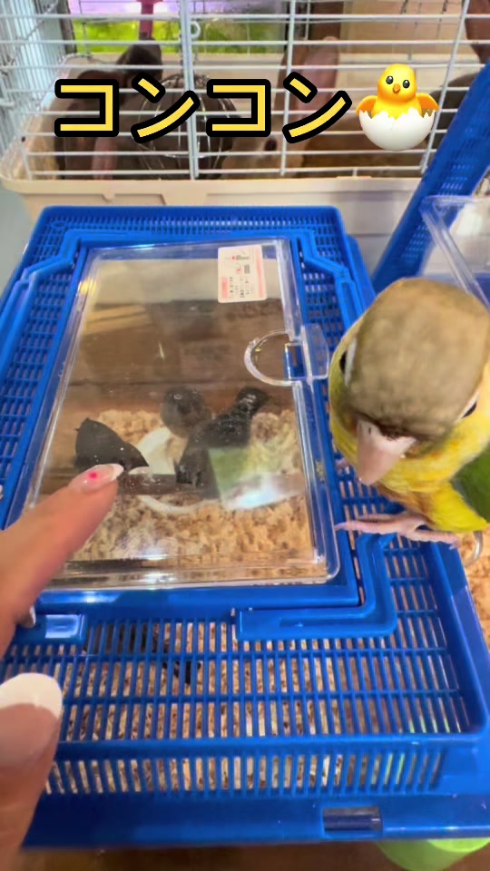 @総合ペットショップ ノーザンみしま