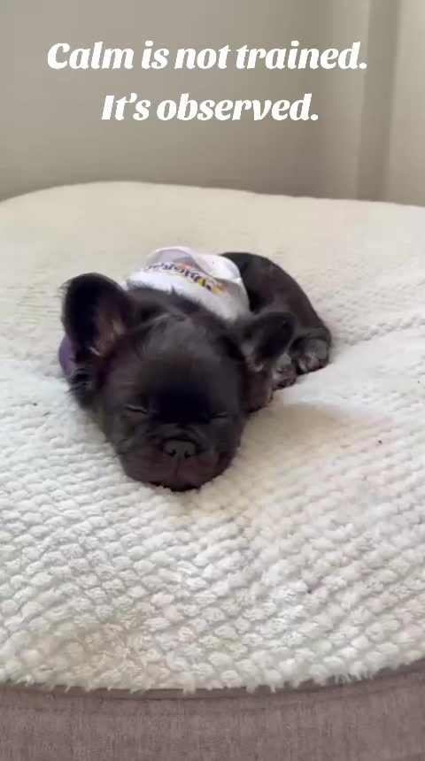 @luxuryfrenchiesbyyuni