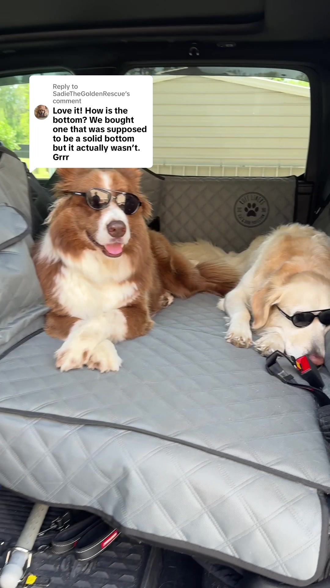 @WILLY | GoodDog