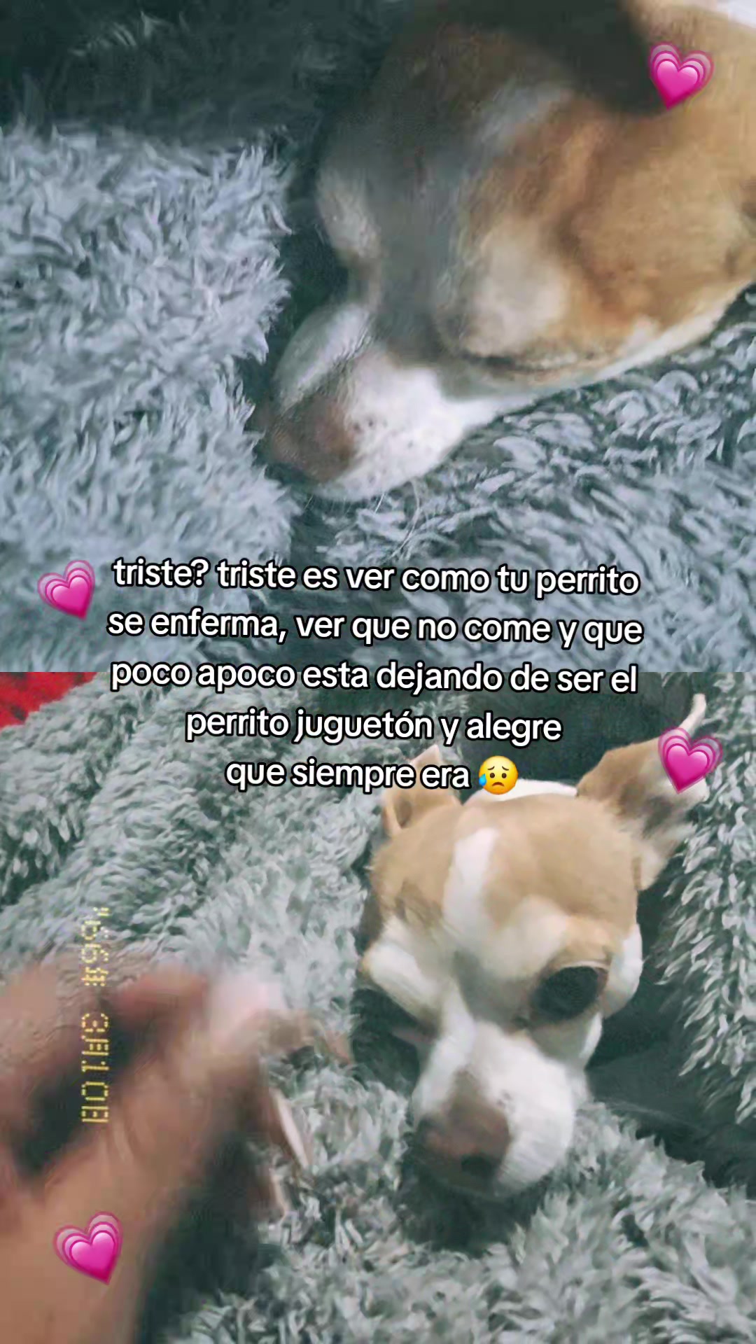 @Paolita 🐢
