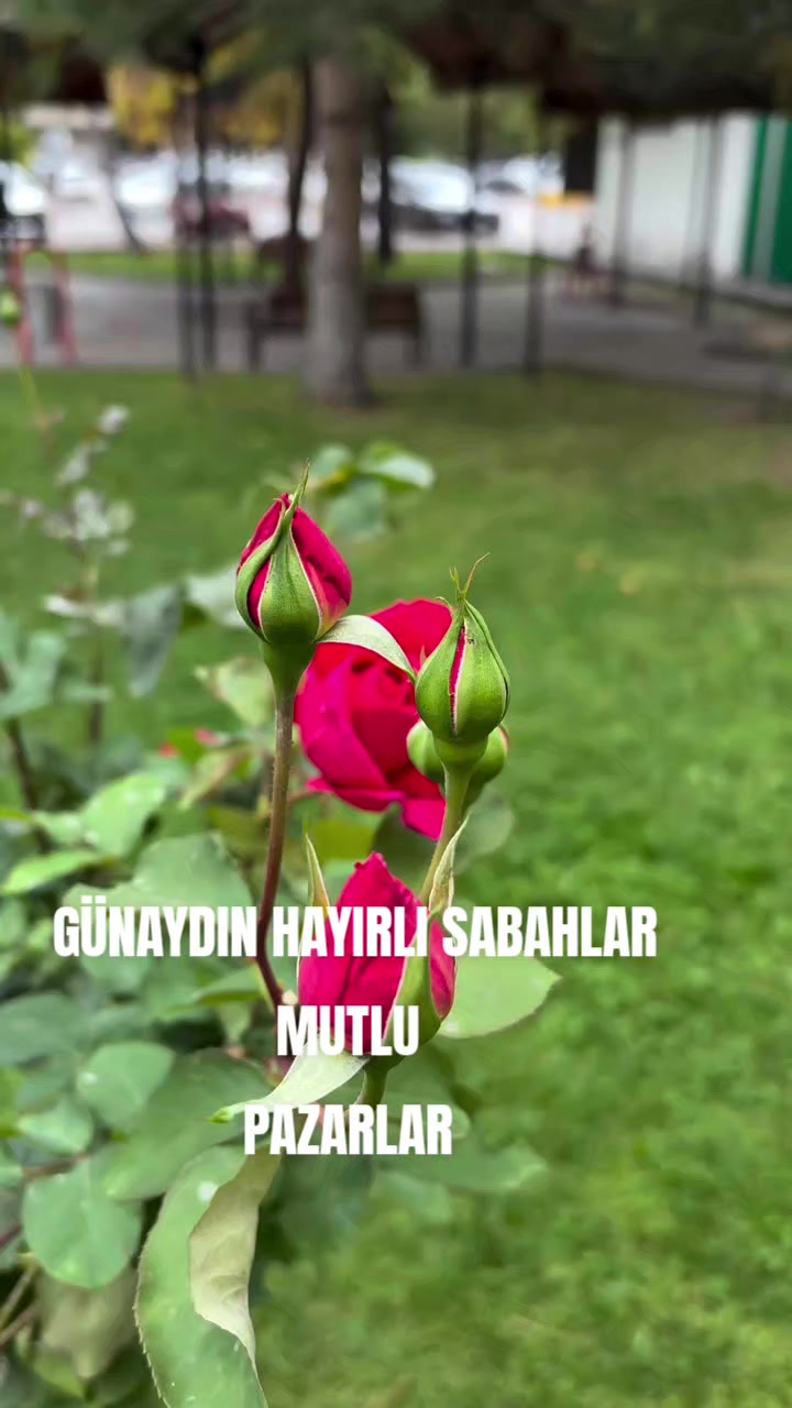 @Hasan Yılmaz
