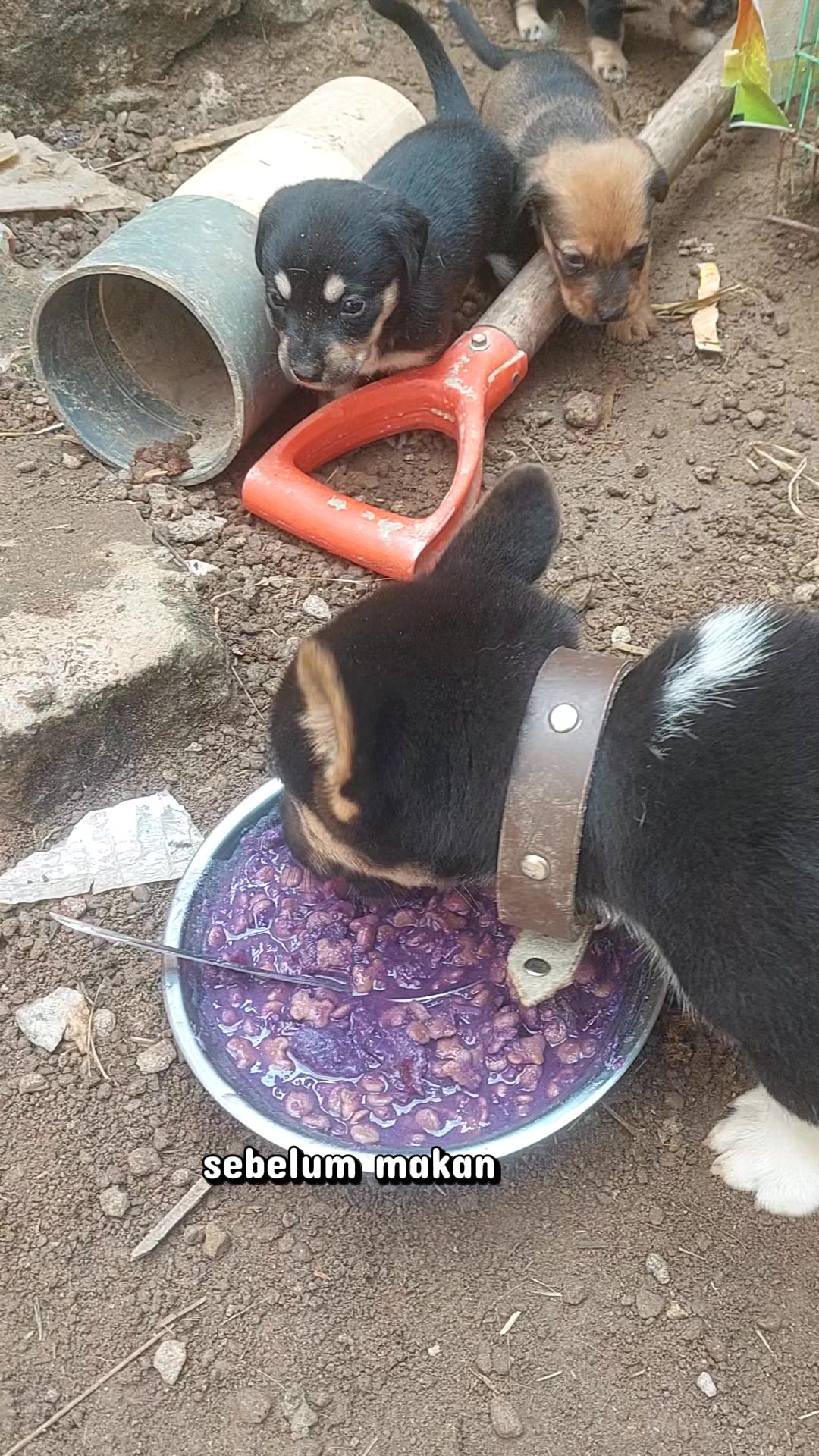 @Cileunyi Rabbit