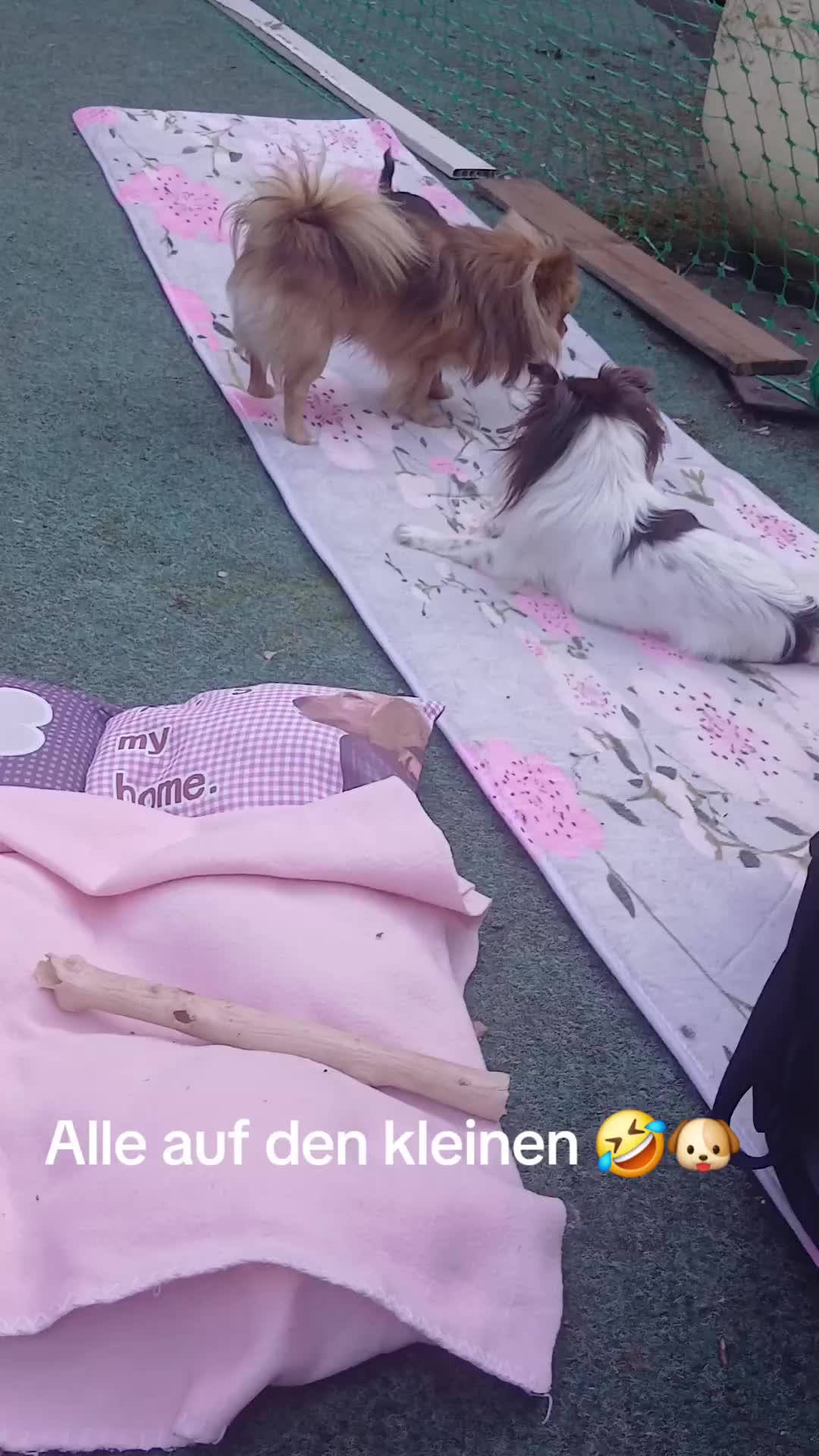 @Melody Gismo Peanut Brownie🐶❤