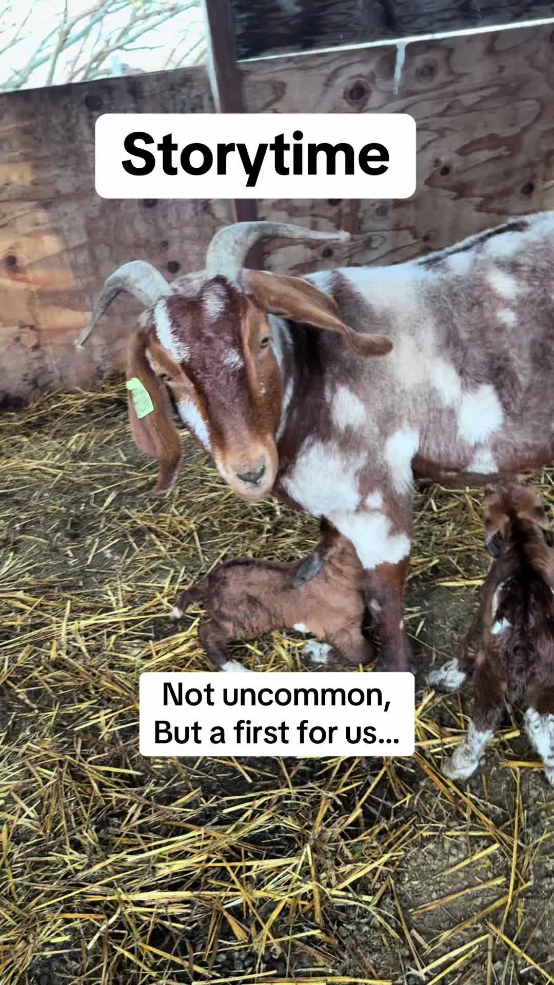 @Riverraisedboergoats