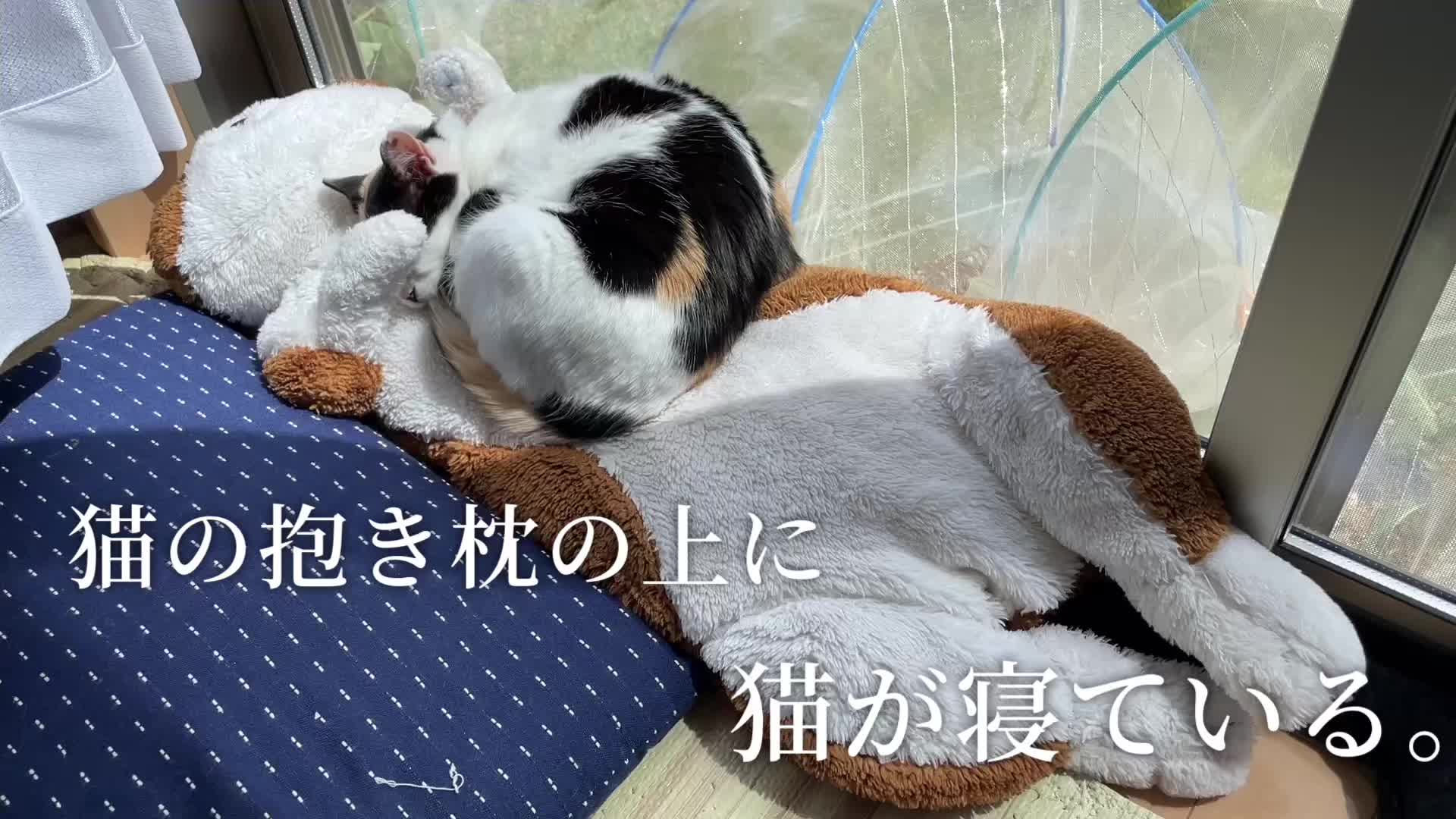 @こゆきチャンネル
