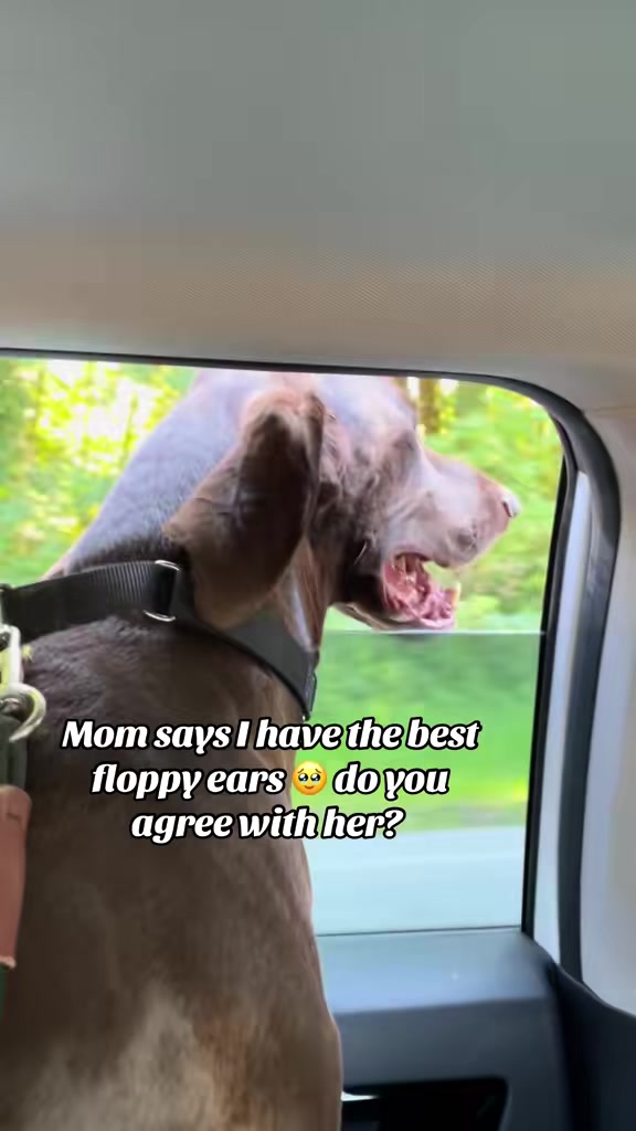 @Rocky_and_mom 🐾❤️🐶