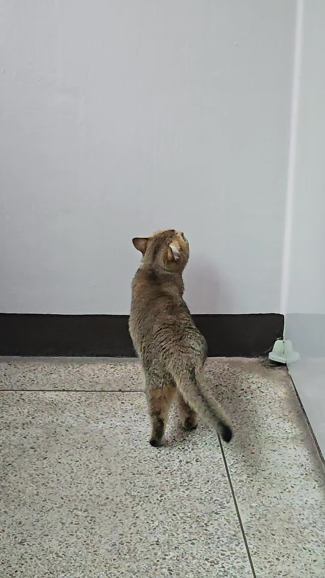 @고양이 형아