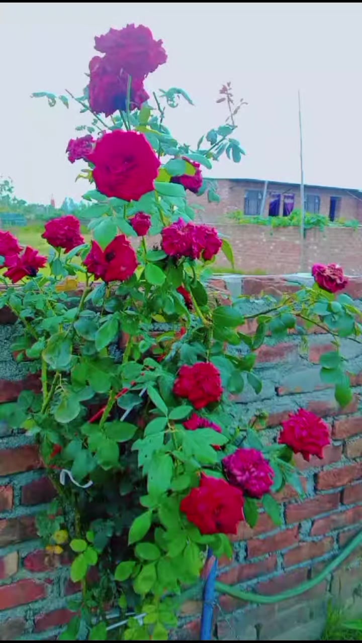 @pramod yadav