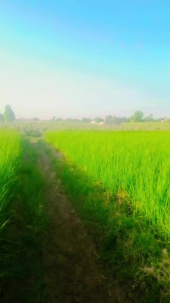 @Sumeer Kumar 782