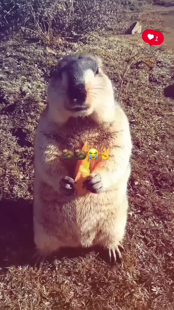 @dailymarmot00