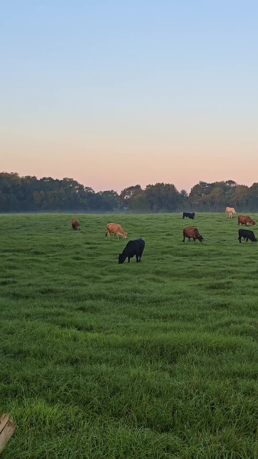 @M.I. CATTLE CO.