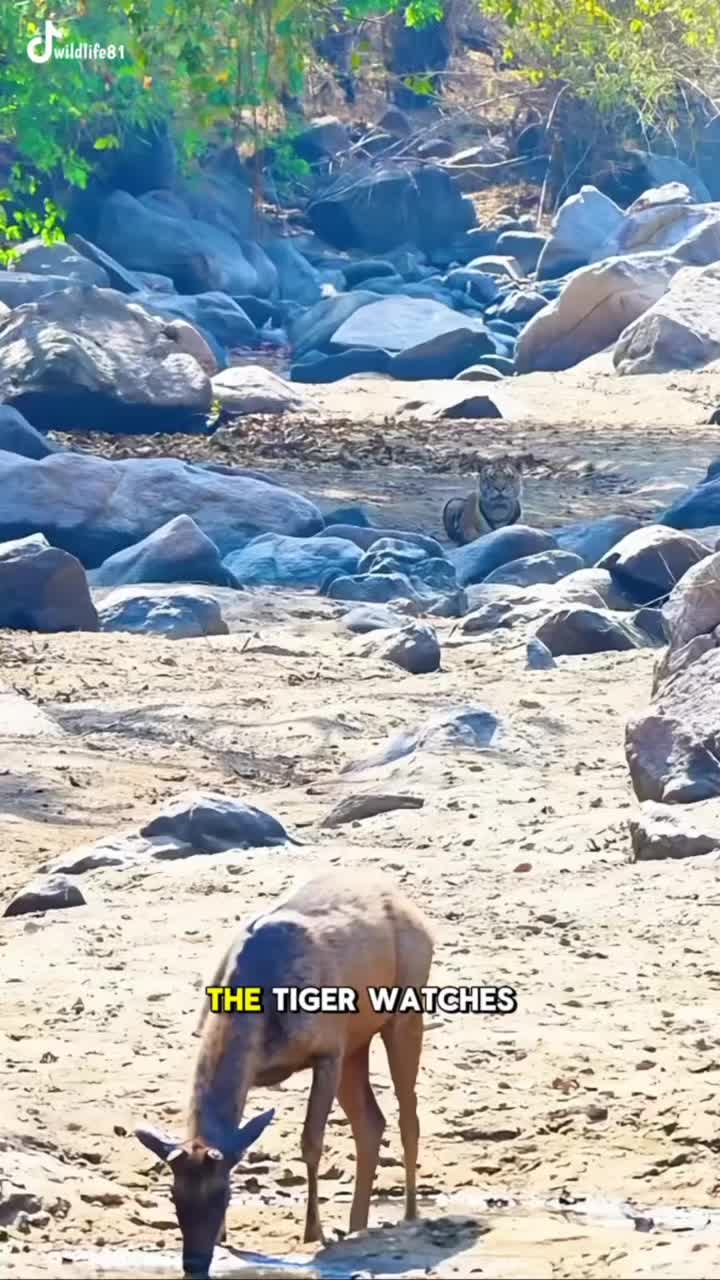 @🐈🕊Wild Life 🦜🦢