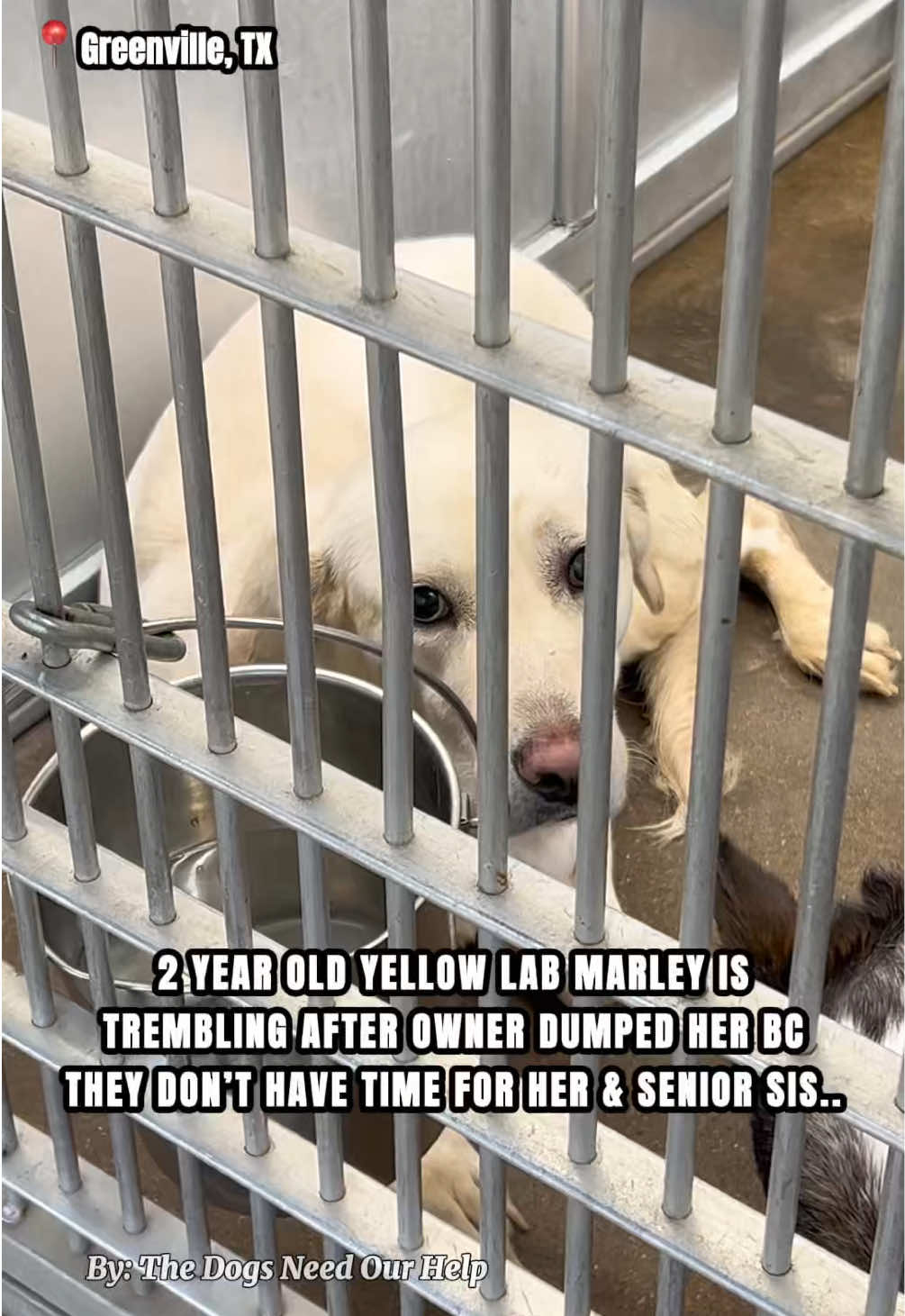 @The Dogs Need Our Help