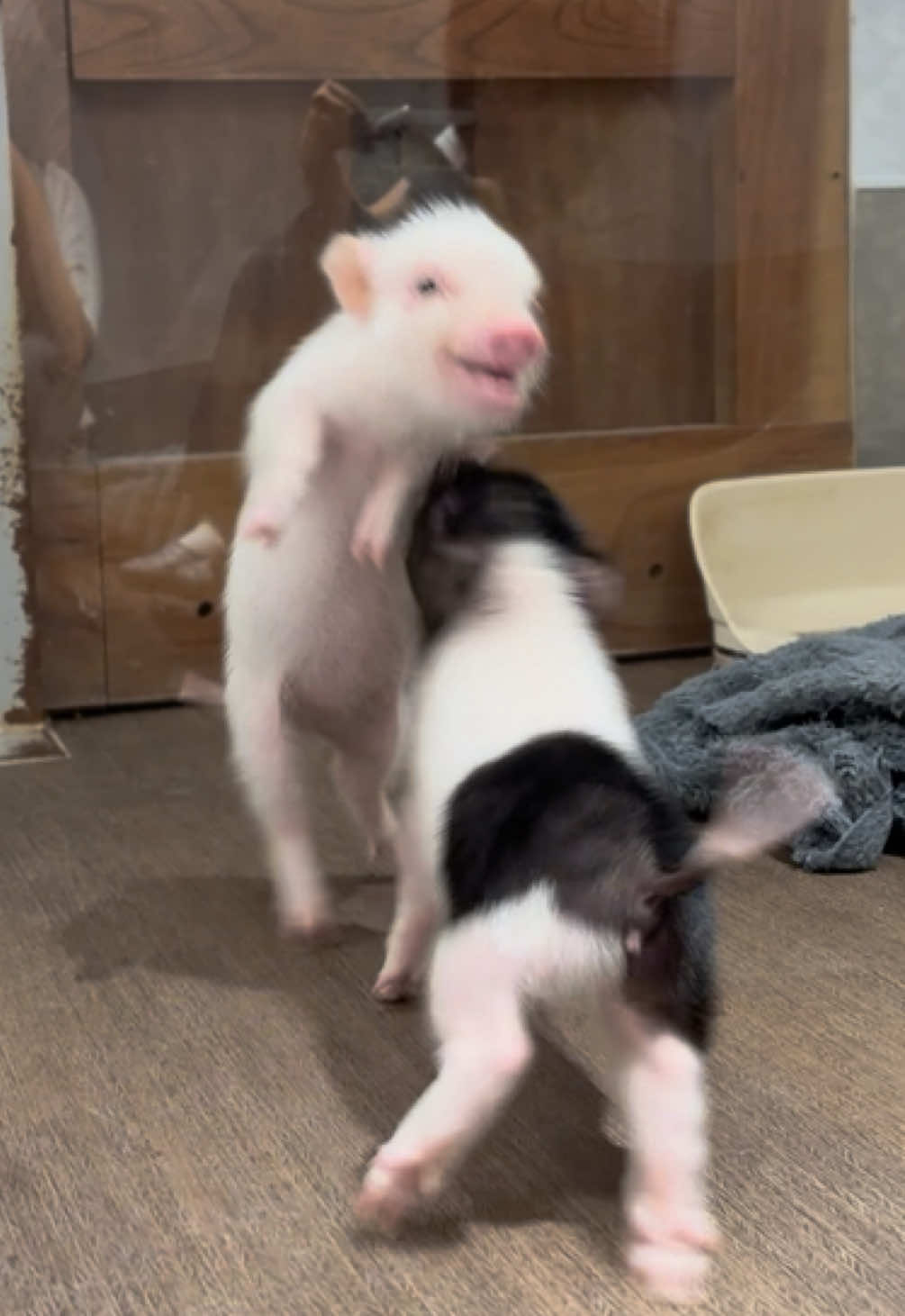 @pignic