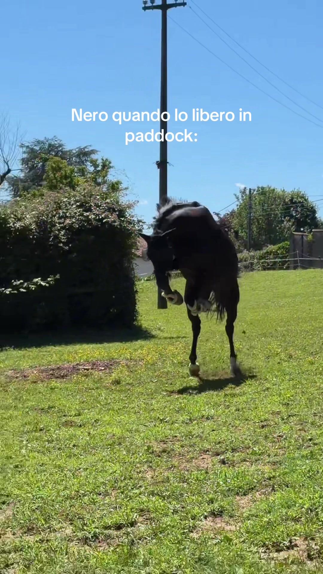 @Nicole Cereseto