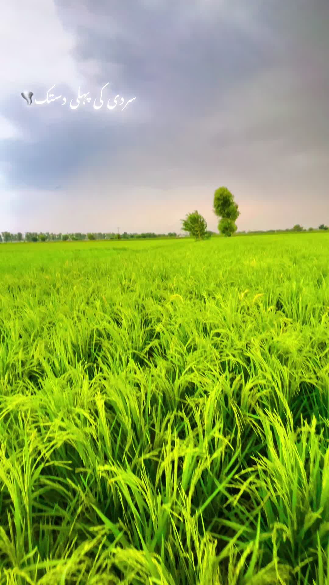 @احمد ہنجرا_بہاولنگر🥰