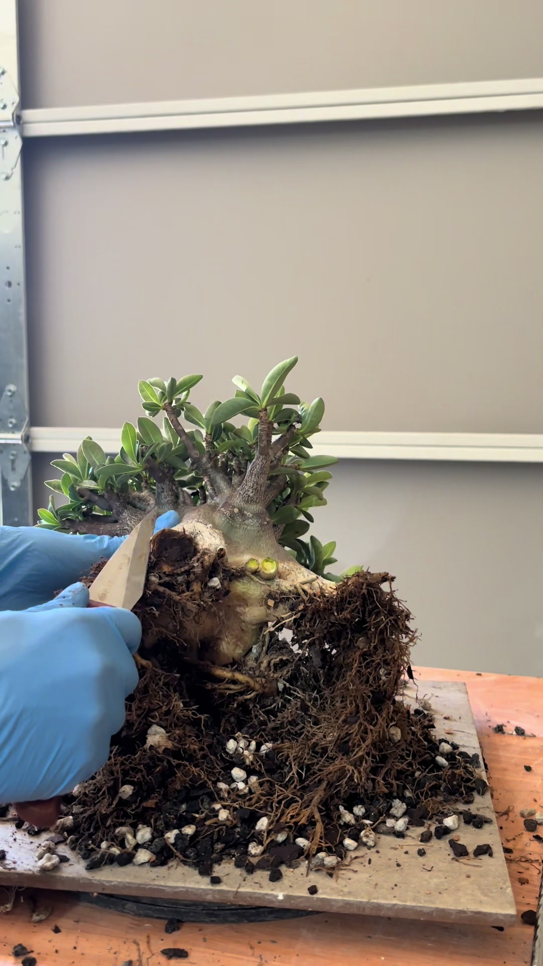 @Jerome_bonsai