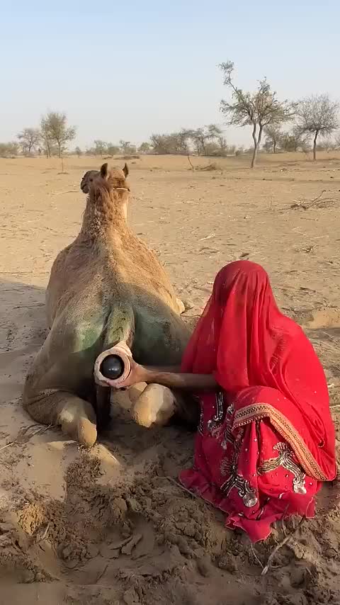 @Sakina 🐪