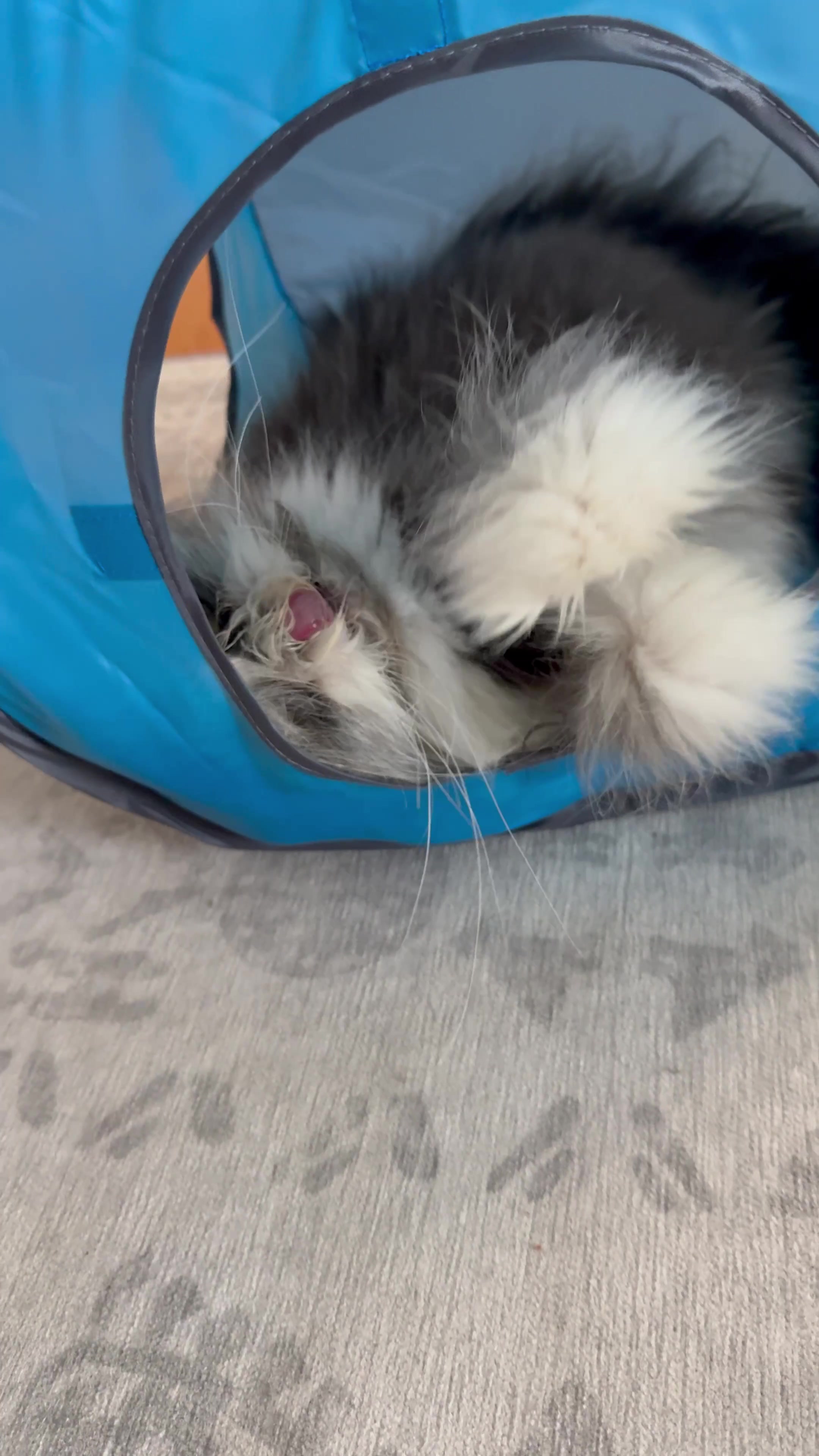 @atchoumthecat