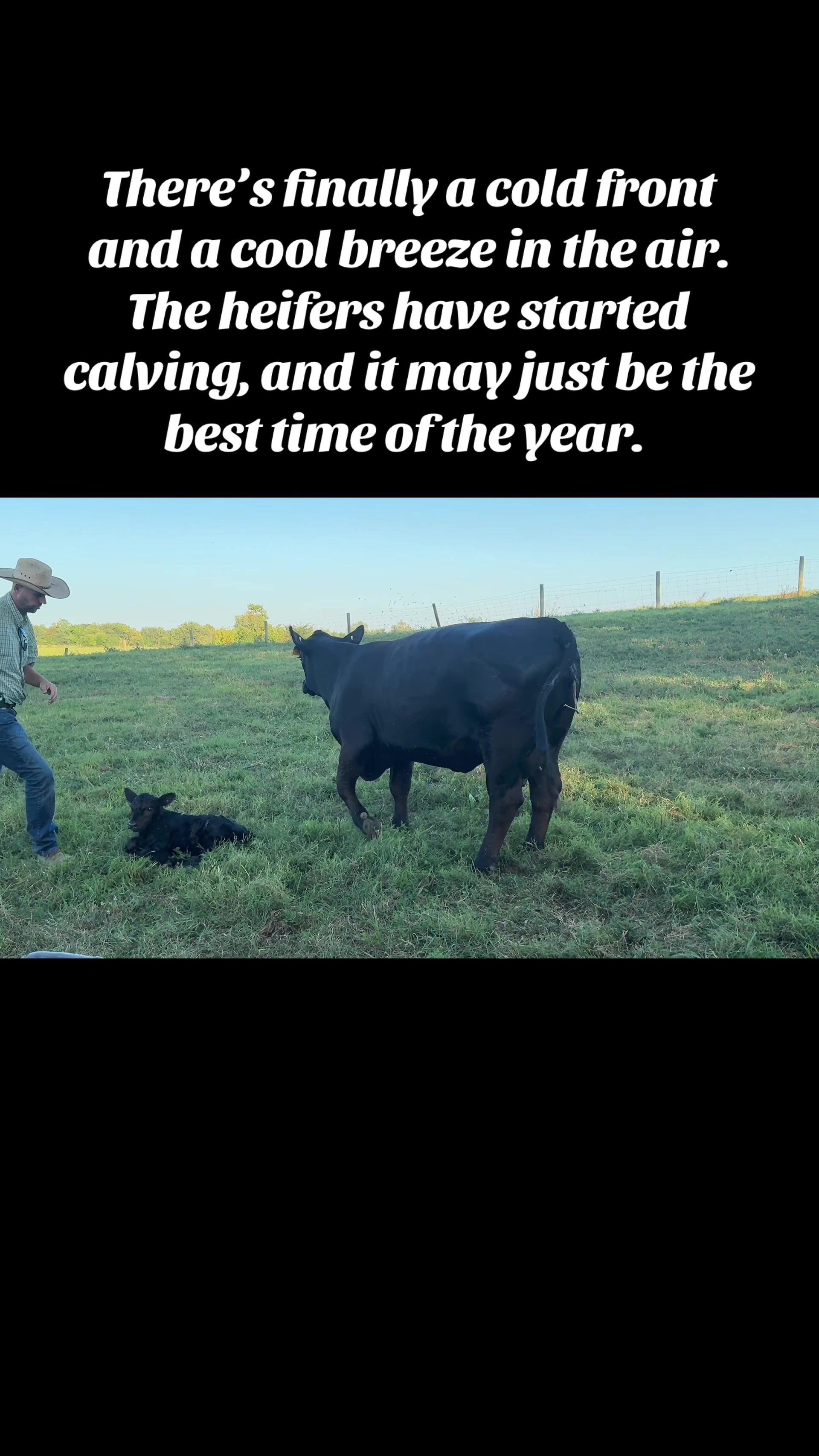 @rrfcattle