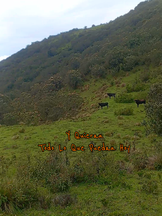 @ganaderia el pedrega