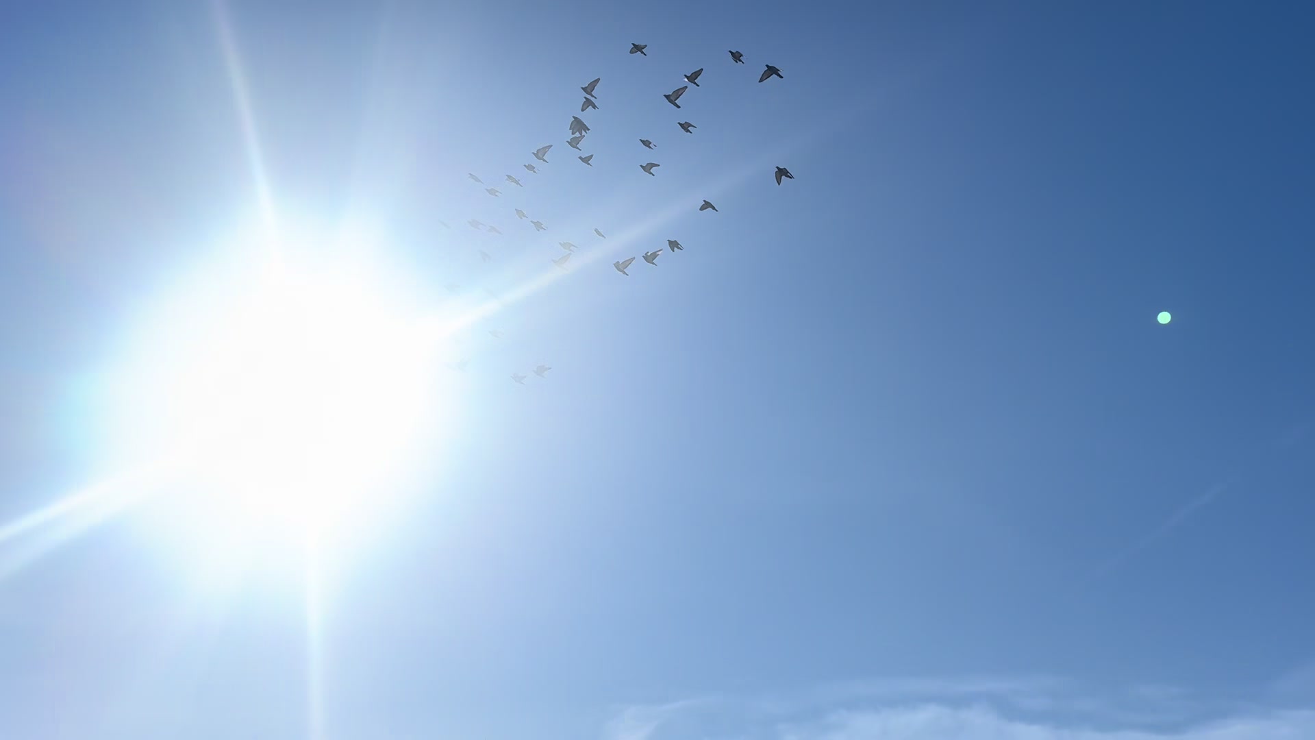 @Pigeons
