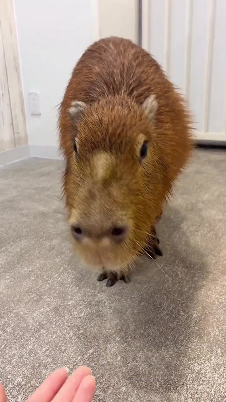 @Capybarabaramedia