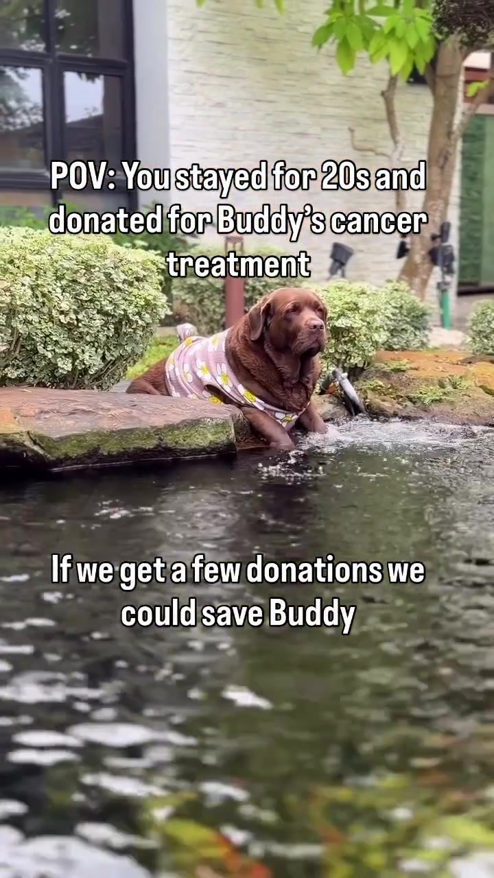 @meetlilbuddy