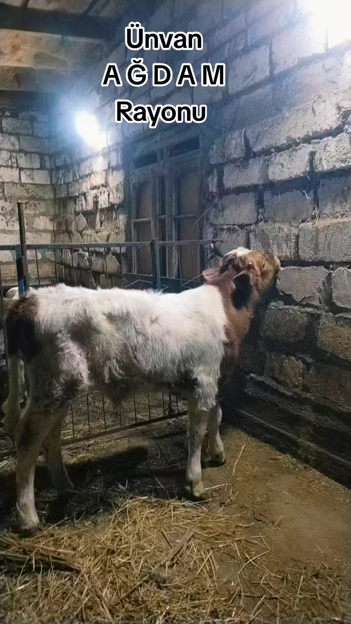 @Сарван 02