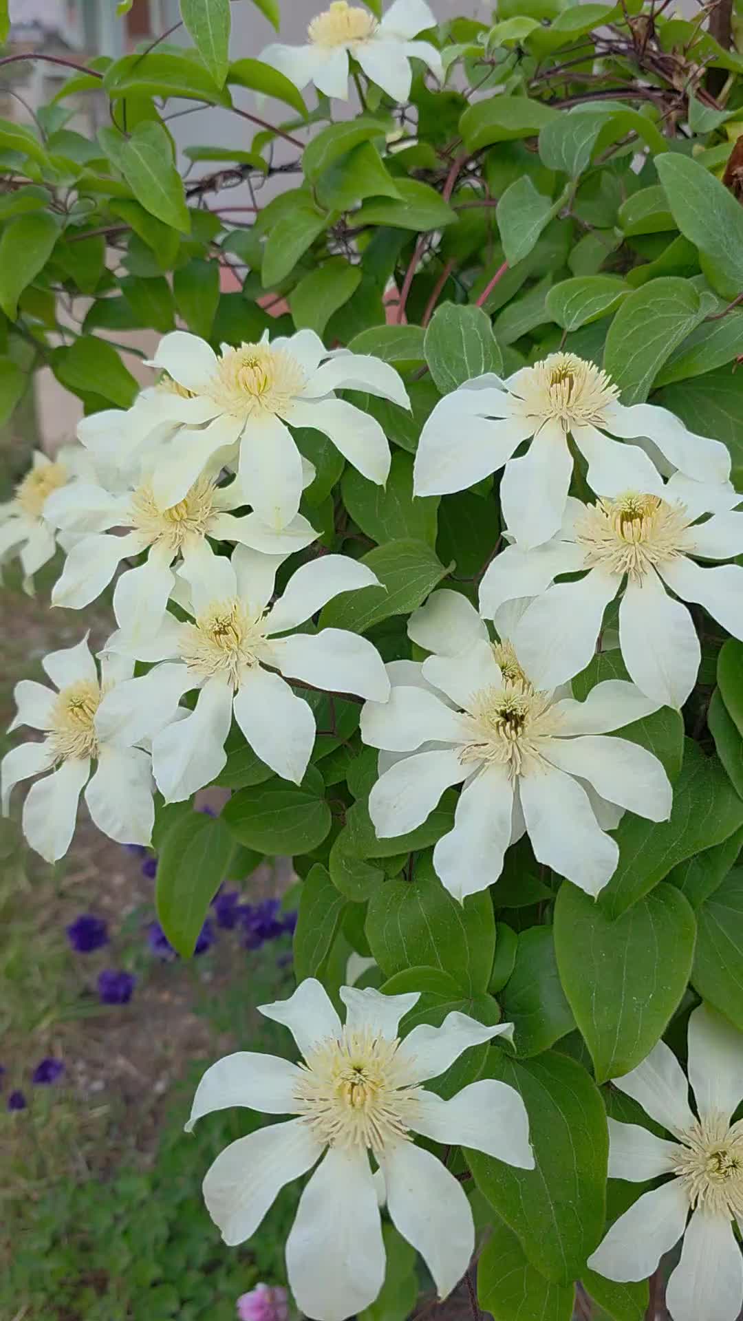 @유튜브 "정선사람들" 안용현