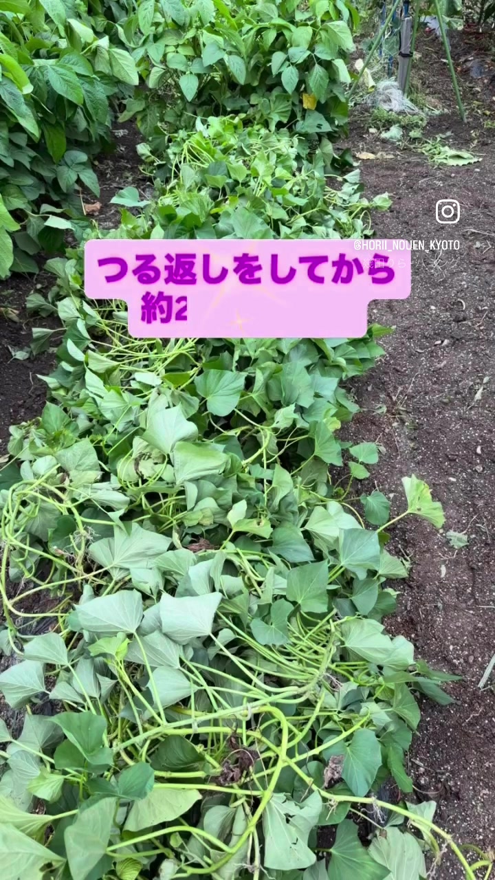 @堀井農園