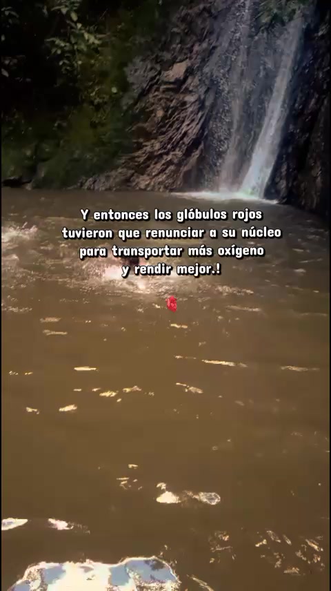 @⚔️🦁Jhampool🐋🩺