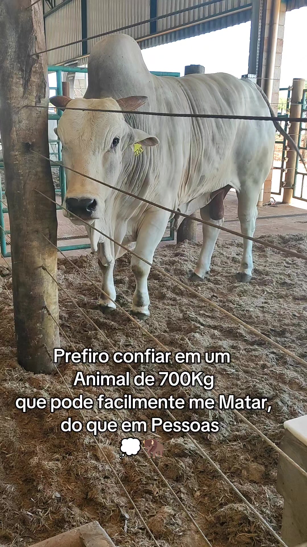 @André Miranda