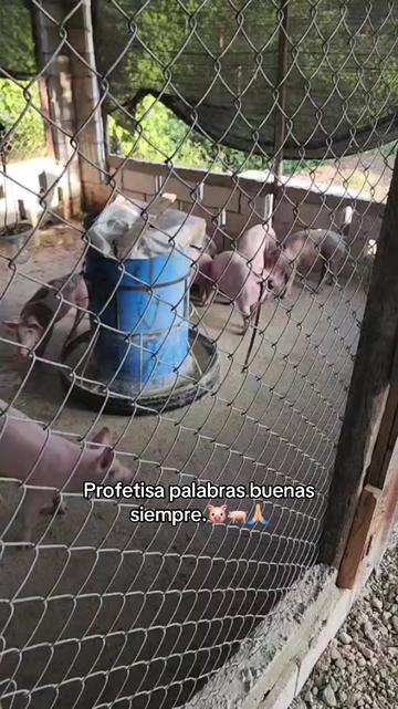 @Yei-Peña🐷🐽🇩🇴
