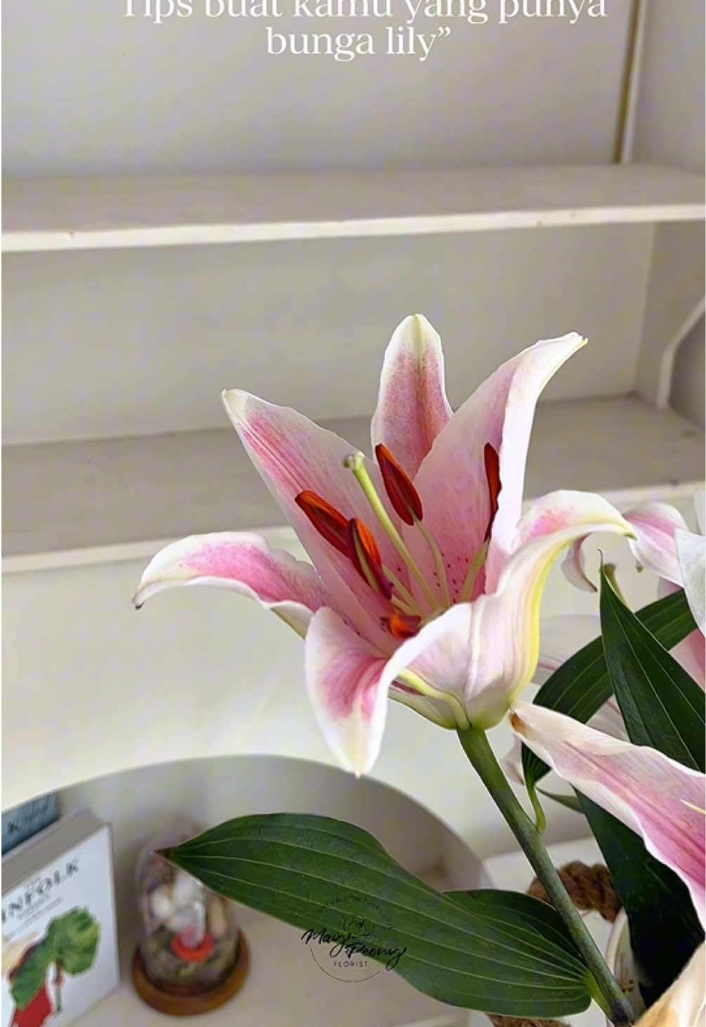 @May Peony Florist