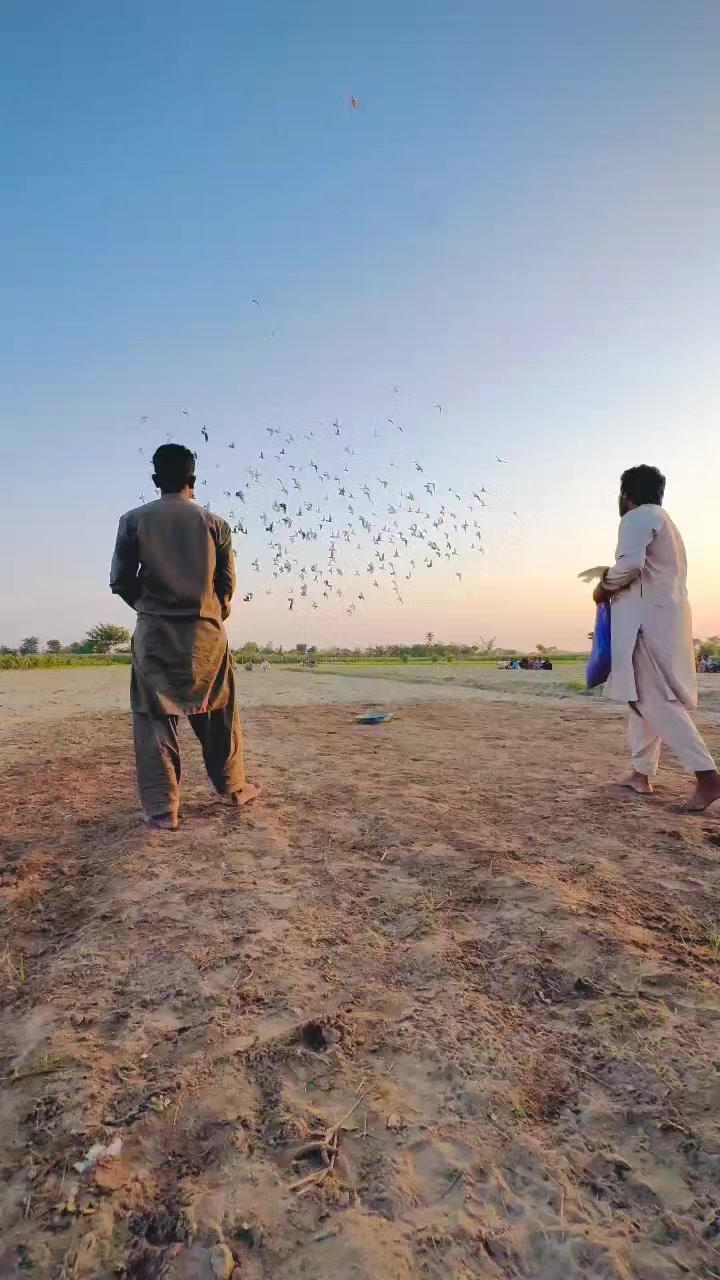 @عدیل رحمن لیہ وال کبوتر باز