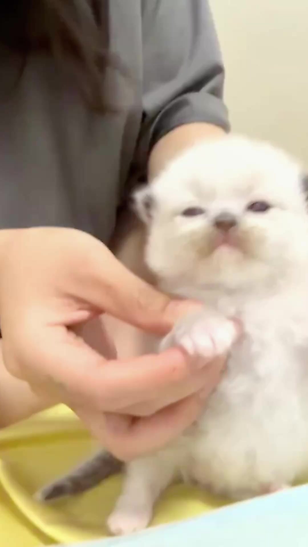 @catbosssss