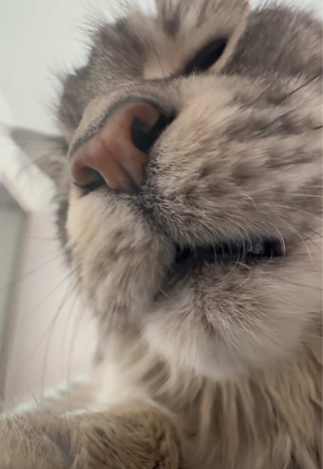 @Maine Coons | Ted & Kissa