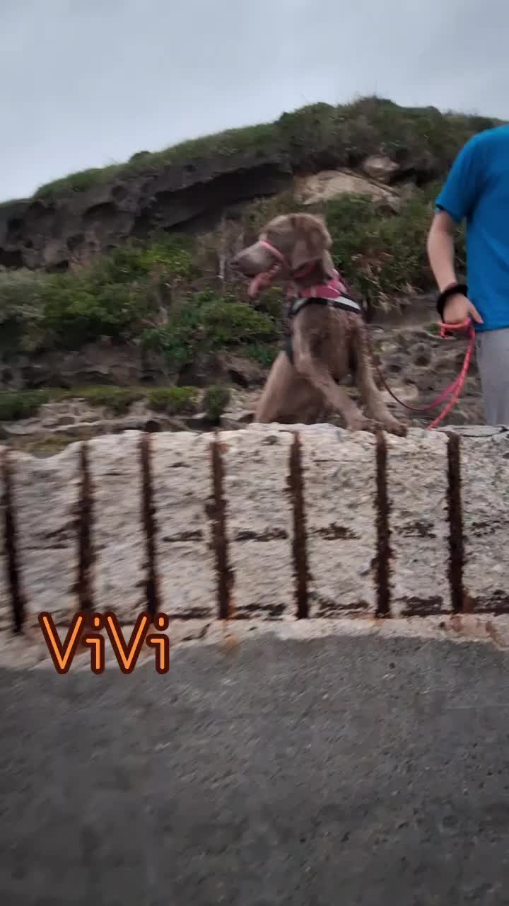 @大型犬3頭&小型老犬4頭多頭飼いの生活