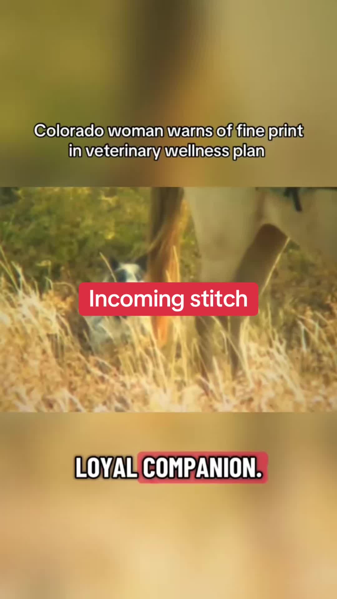 @Not Another Vet Nurse, Inc