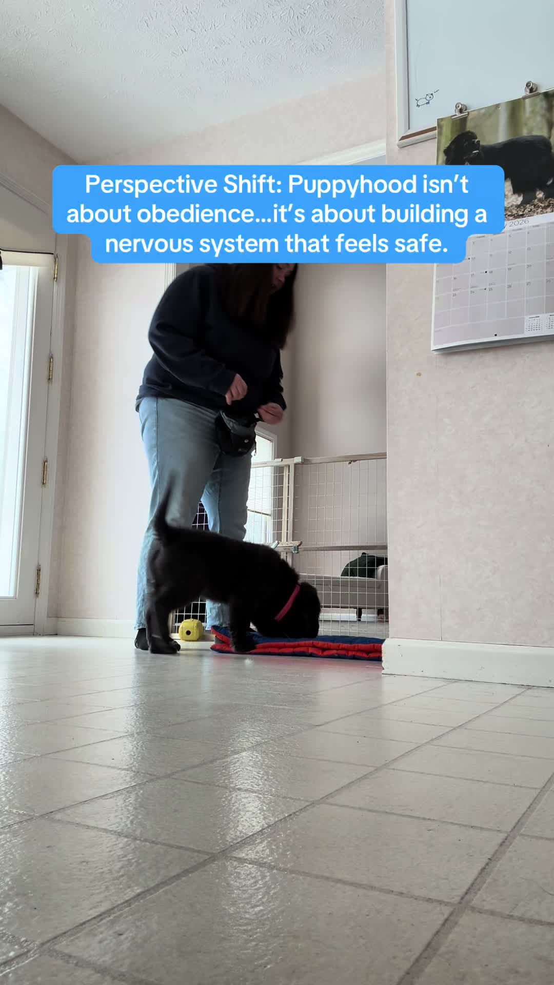 @Exploring K9 Training