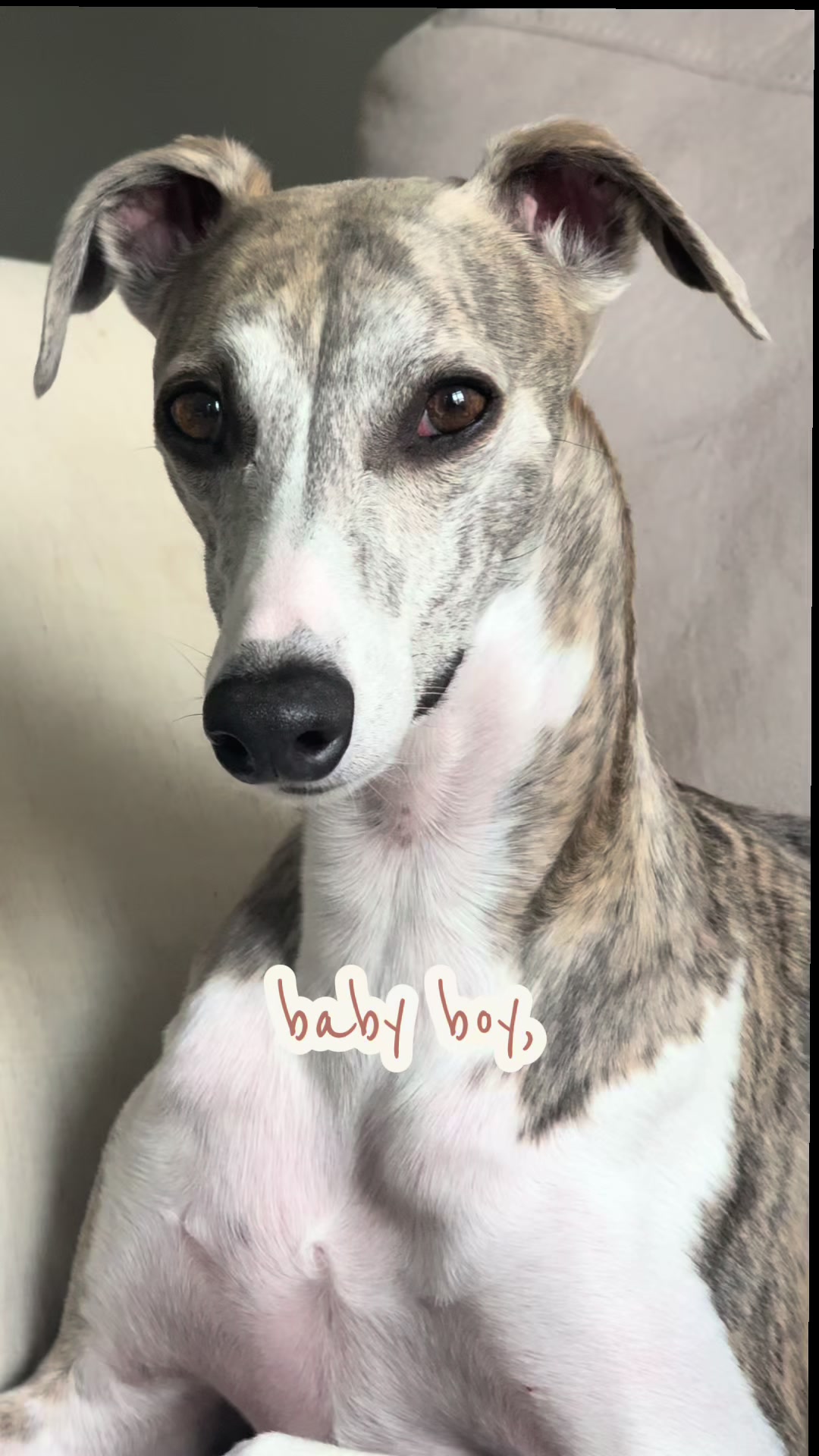 @Kayce Dog🤪🩷