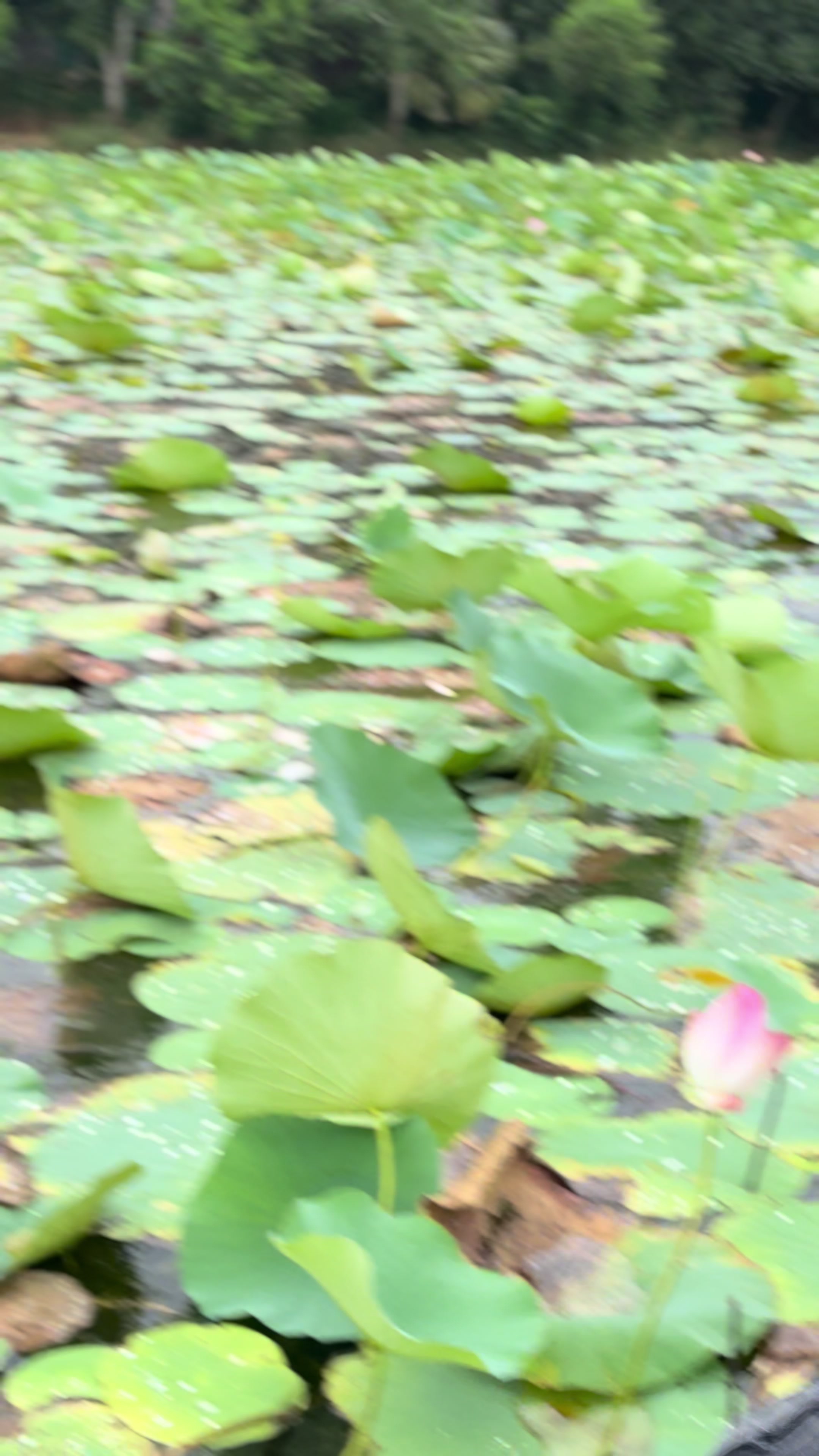 @꧁༒☬𝐏𝐫𝐢𝐧𝐜𝐞 𝐈𝐦𝐫𝐚𝐧☬༒꧂