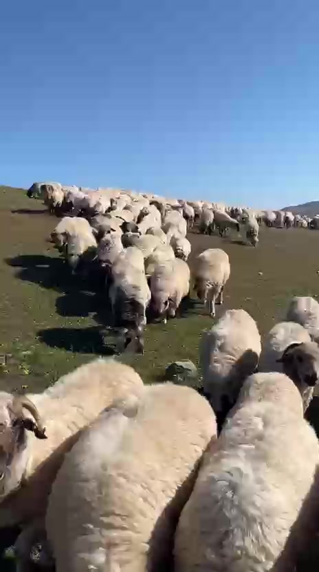 @karagozkoyunculuk2852