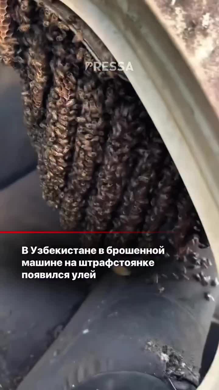 @Пресса – Новости Узбекистана