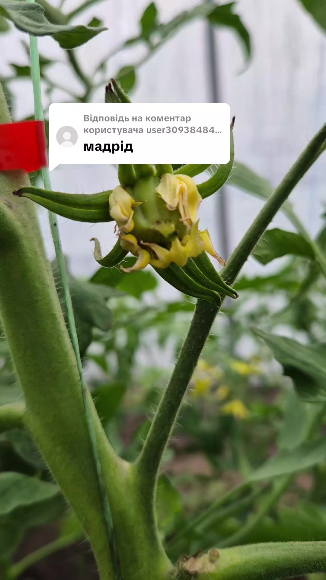 @Анна Амеліна