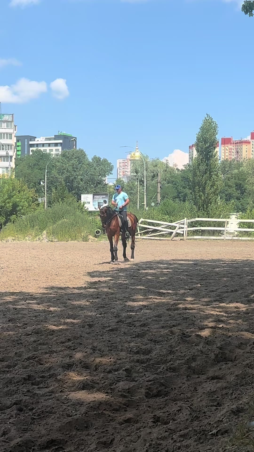 @“KK”Golden Horses