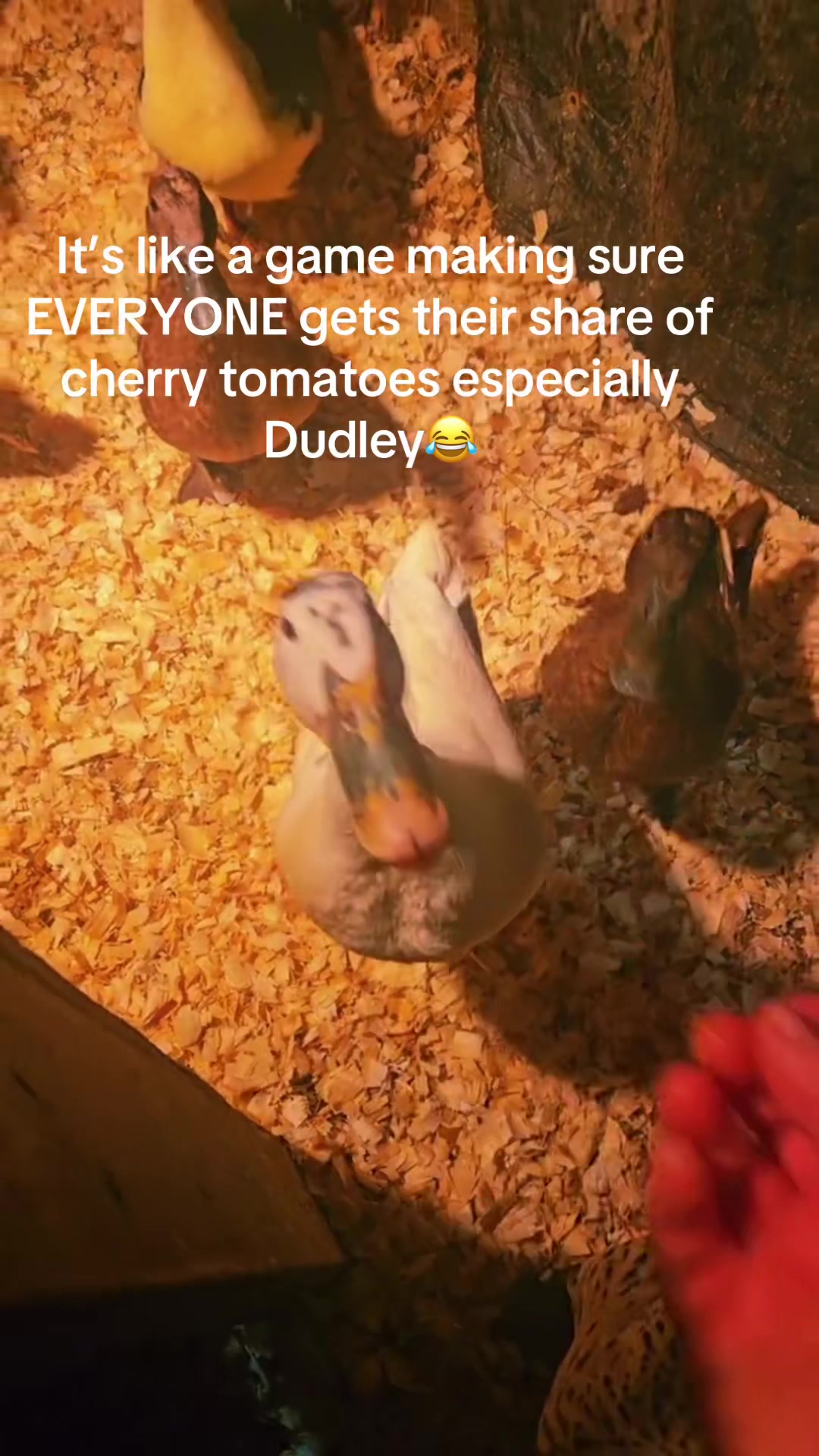 @Cluck and Waddle Farm Rescue
