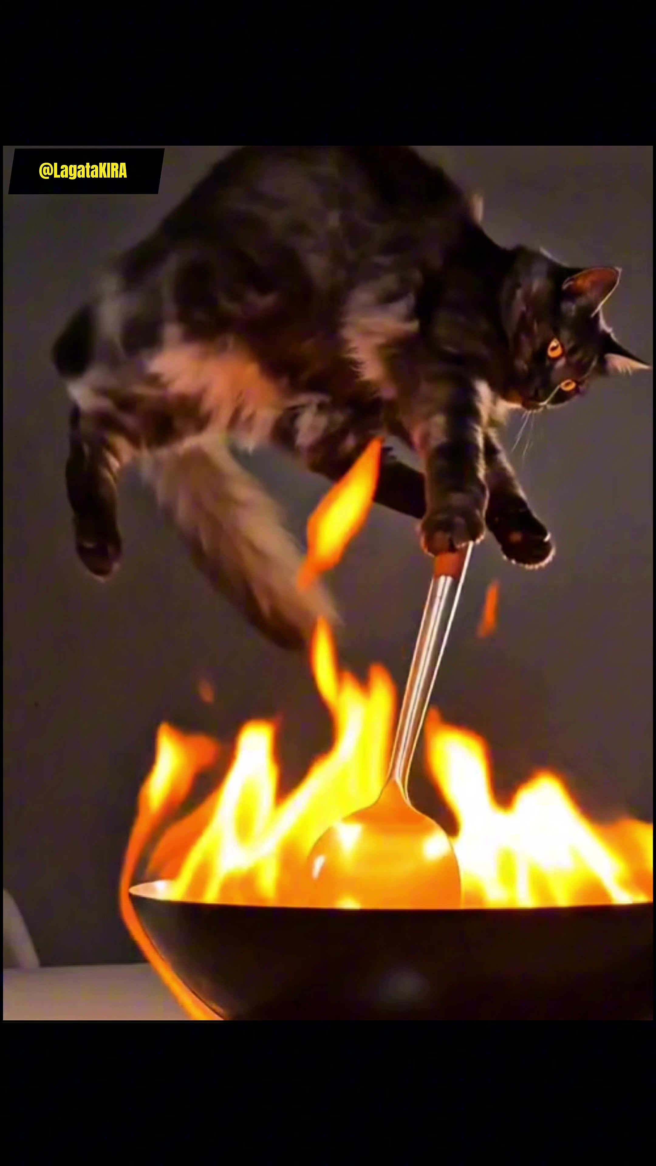 @KIRACAT