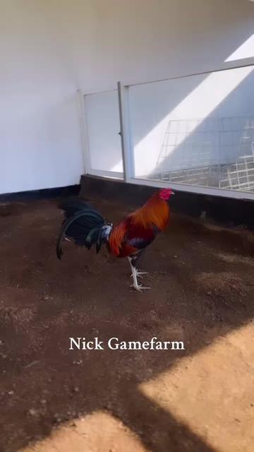 @NICK GAMEFARM